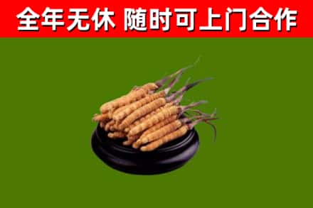 稷山烟酒回收冬虫夏草.jpg