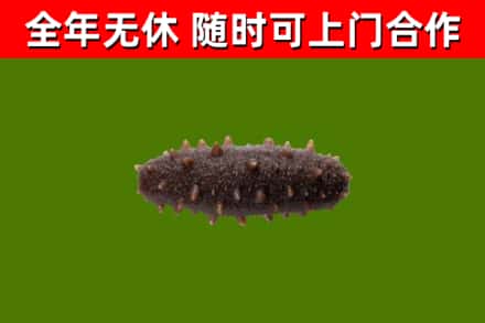 稷山烟酒回收干海参.jpg